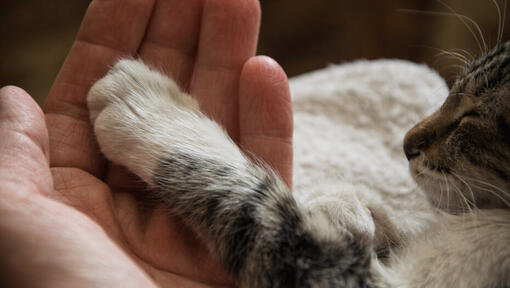 8 Cat Myths Rumours Debunked Purina UK